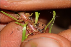 Myriophyllum oliganthum